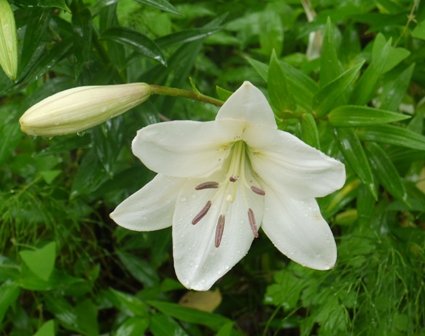 a可睡ゆりの園 花4.jpg