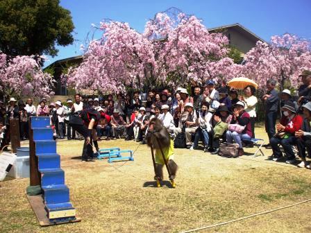 090410東谷山 猿2.jpg