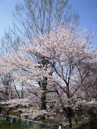 ａ桜 004.jpg
