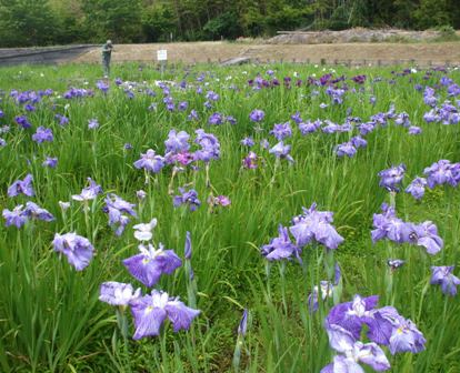 0花菖蒲 鷹２.jpg