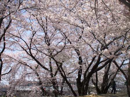 090407落合公園桜 008.jpg