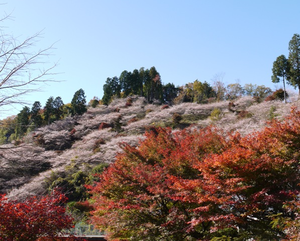 10四季桜一 021新聞.jpg