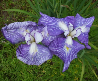 0花菖蒲 鷹３.jpg