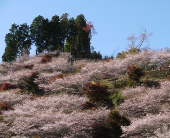 11四季桜一 022ズーム.jpg