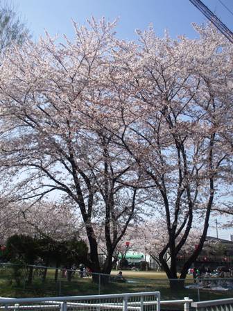 ａ桜 005.jpg