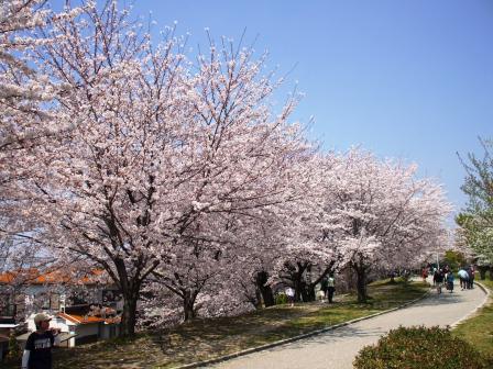 090407落合公園桜 009.jpg