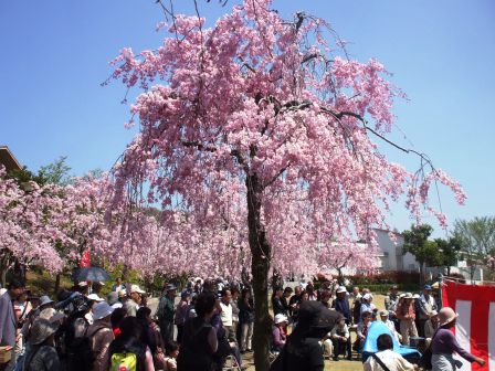 090410東谷山 猿3.jpg