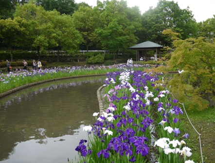 a植物園菖蒲園5.jpg