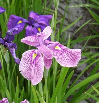 a植物園菖蒲1.jpg