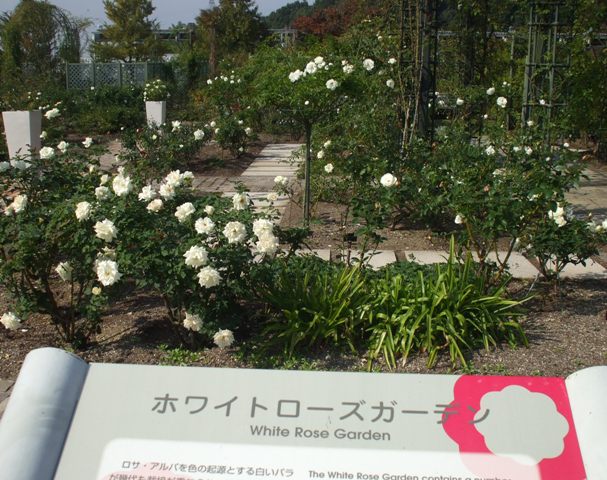 青庭1ホロ 全1.jpg