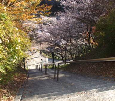 12四季桜 010 88.jpg