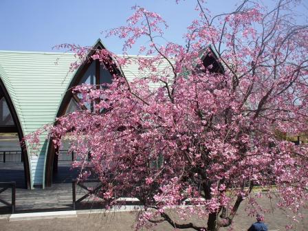 090407落合公園桜 015.jpg