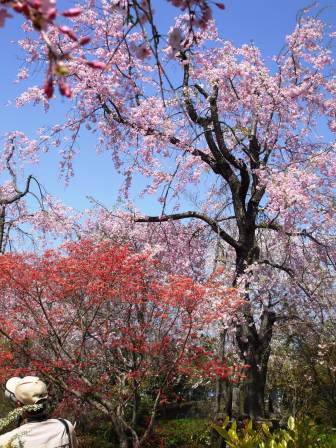090410東谷山 昼食モミジ.jpg