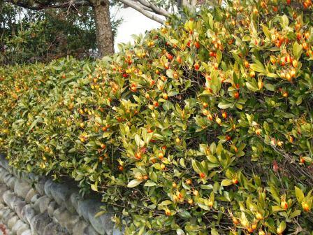 090112白山神社 022.jpg