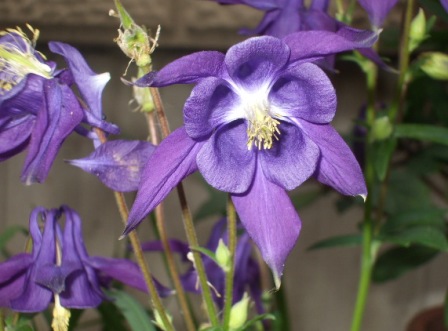 a庭 002オダマキ.jpg