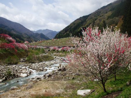 09042412花桃上り 006.jpg