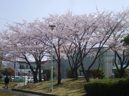 ａ桜 002.jpg