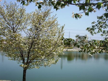 090407落合公園桜 016.jpg