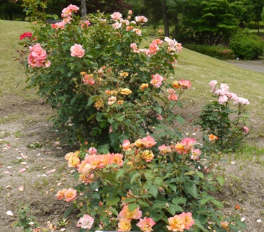 a植物園 014アンネのバラ.jpg