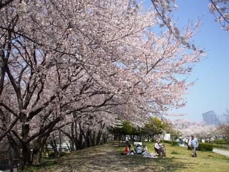 090407落合公園桜 017.jpg