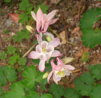 a庭 003オダマキ.jpg