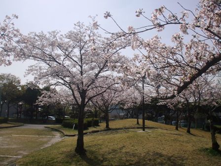 ａ桜 003.jpg