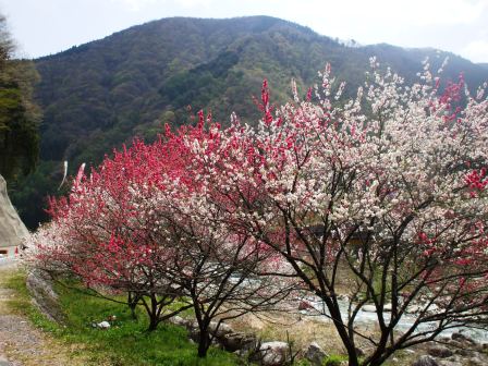 09042414花桃上り 008.jpg