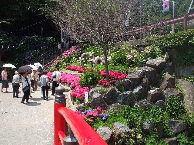 090617あじさいの里 003.jpg