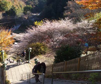 13四季桜 009 33.jpg