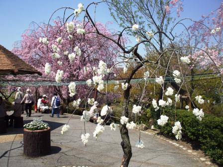 090410東谷山 白.jpg