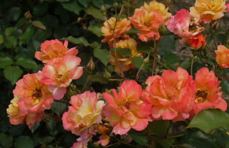 a植物園 016アンネのバラ.jpg