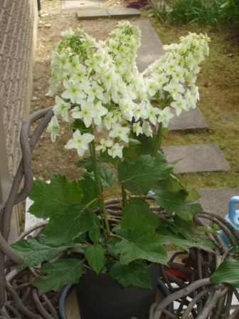 a庭 004柏葉アジサイ.jpg