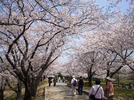 090407落合公園桜 019.jpg