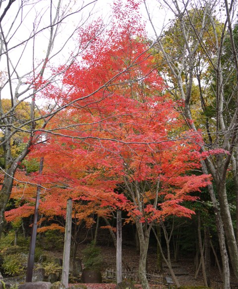 楓04.jpg