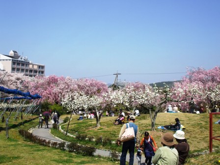 090410東谷山 梨.jpg