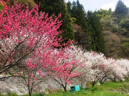 09042417花桃上り川中 011.jpg