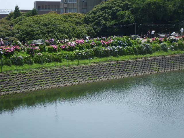 090617あじさいの里 006.jpg