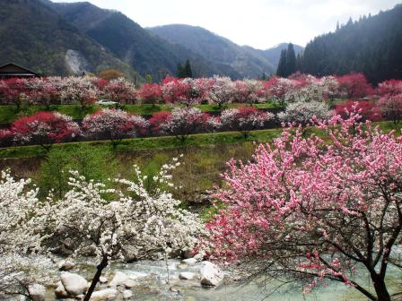 09042418花桃下り対岸 012.jpg