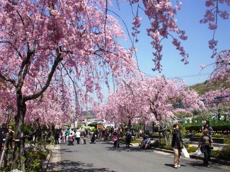 090410東谷山桜 01.jpg