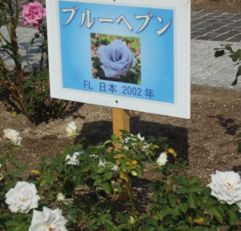 青庭4 ブルーヘブン看板.jpg