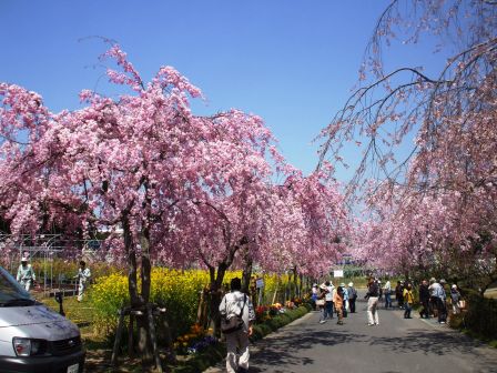 090410東谷山桜 02.jpg