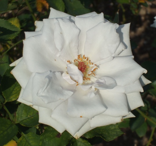 青庭5 ブルーヘブン.jpg