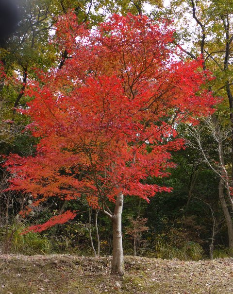 楓06.jpg