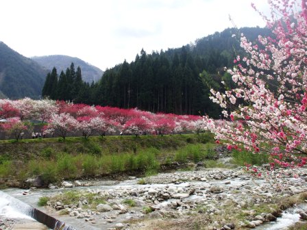 09042419花桃下り対岸 013.jpg