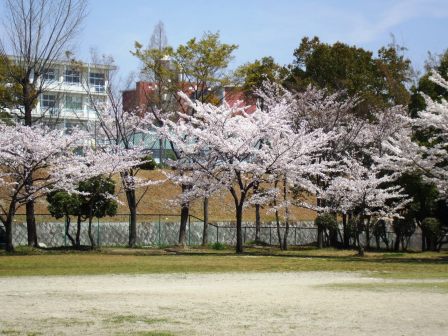 090408i岩成公園桜 02.jpg