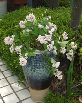 a庭 005アジサイ.jpg