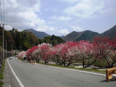 09042420花桃上り 014.jpg