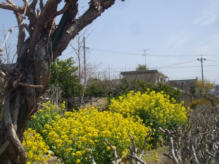 ａ菜の花 009.jpg