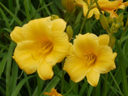 a植物園 021ヘメロカリス.jpg