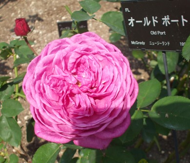 青庭6 オールドポート.jpg